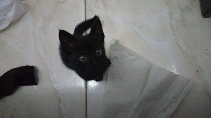 Gato ra a  idade 2 a 6 meses nome Sem nome