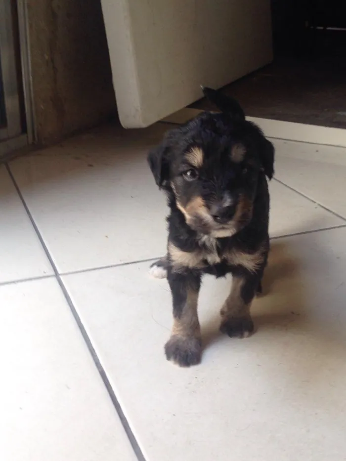 Cachorro ra a Vira-lata  idade Abaixo de 2 meses nome Bob