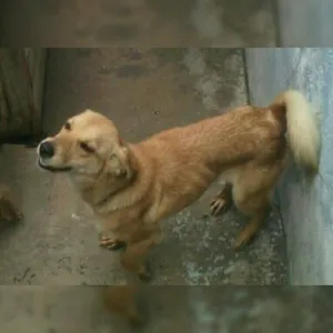 Cachorro raça SRD  idade 3 anos nome Menina/Princesa
