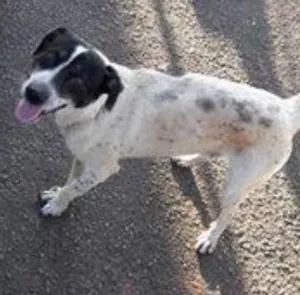 Cachorro raça Misto idade  nome Pirata