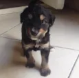 Bob