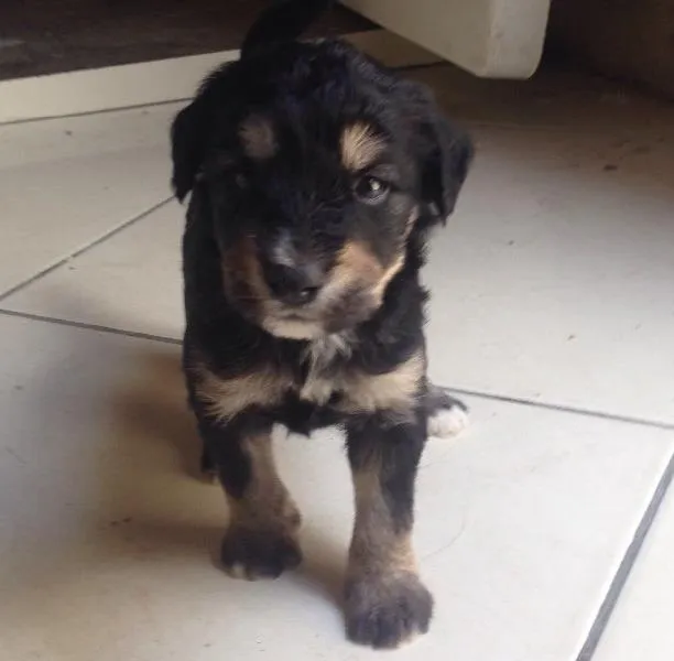 Cachorro ra a Vira-lata  idade Abaixo de 2 meses nome Bob