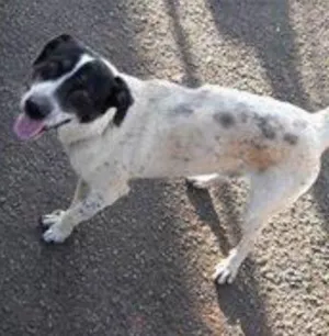 Cachorro raça Mista idade  nome Pirata