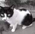 Nina, nininho, cinza
