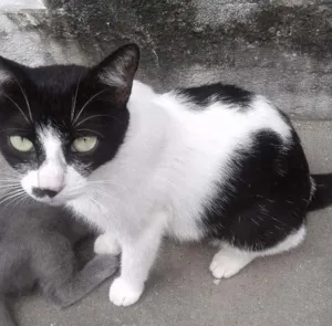 Gato raça 2 comuns e um siamês  idade 1 ano nome Nina, nininho, cinza