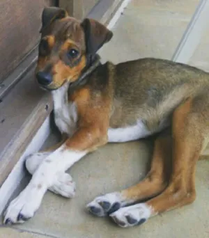 Cachorro raça SRD idade 2 a 6 meses nome Denver