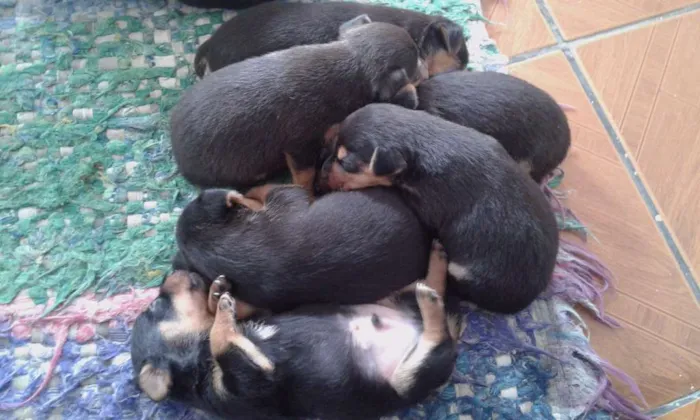 Cachorro ra a Pinther idade Abaixo de 2 meses nome Sem nomes ainda