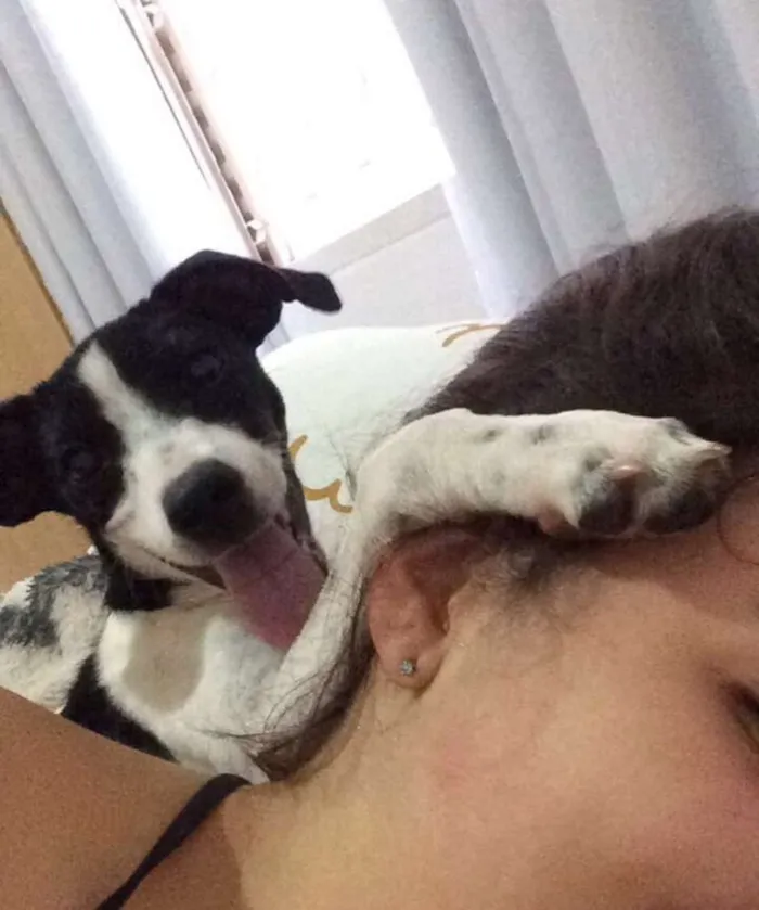 Cachorro raça SRD idade 7 a 11 meses nome MEG