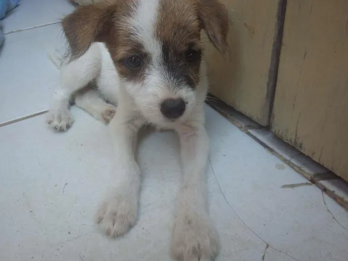Cachorro ra a Vira Lata idade Abaixo de 2 meses nome Filhote 