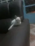 Safira