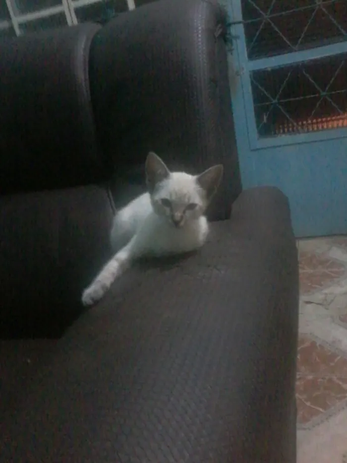 Gato ra a  idade 2 a 6 meses nome Safira