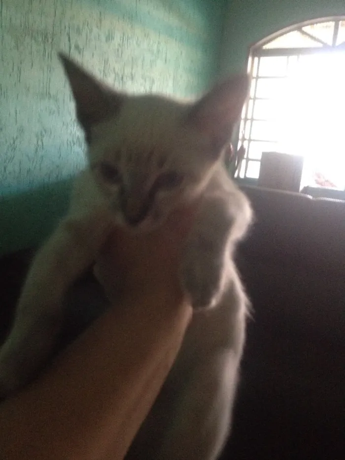 Gato ra a  idade 2 a 6 meses nome Safira