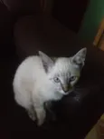Safira