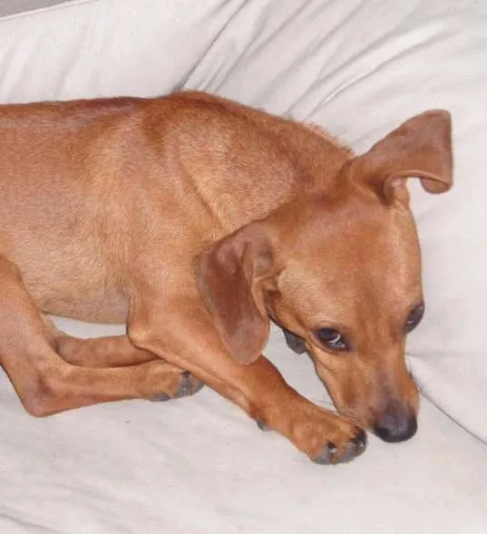 Cachorro ra a não definida idade 2 anos nome Lilly