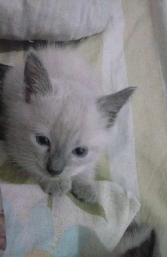 Gato ra a Siamês idade 2 a 6 meses nome Sem nome