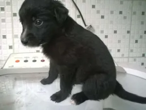 Cachorro raça srd idade 2 a 6 meses nome filhotes