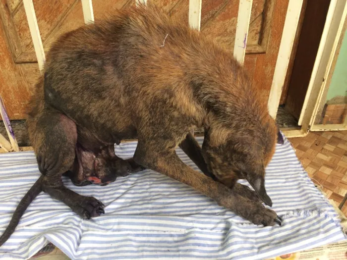 Cachorro ra a Vira lata idade  nome Fera