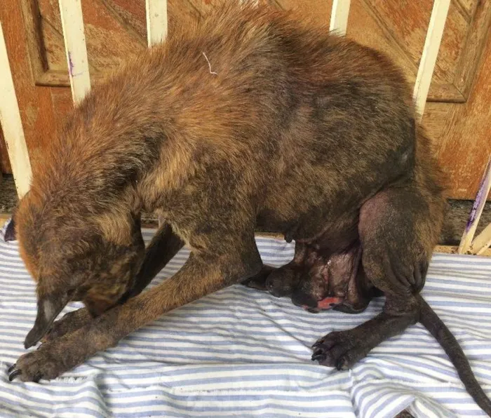 Cachorro ra a Vira lata idade  nome Fera