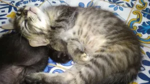 Gato raça Viralata idade Abaixo de 2 meses nome Não tem 