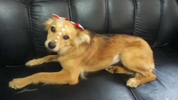 Cachorro ra a SRD idade 7 a 11 meses nome Binha