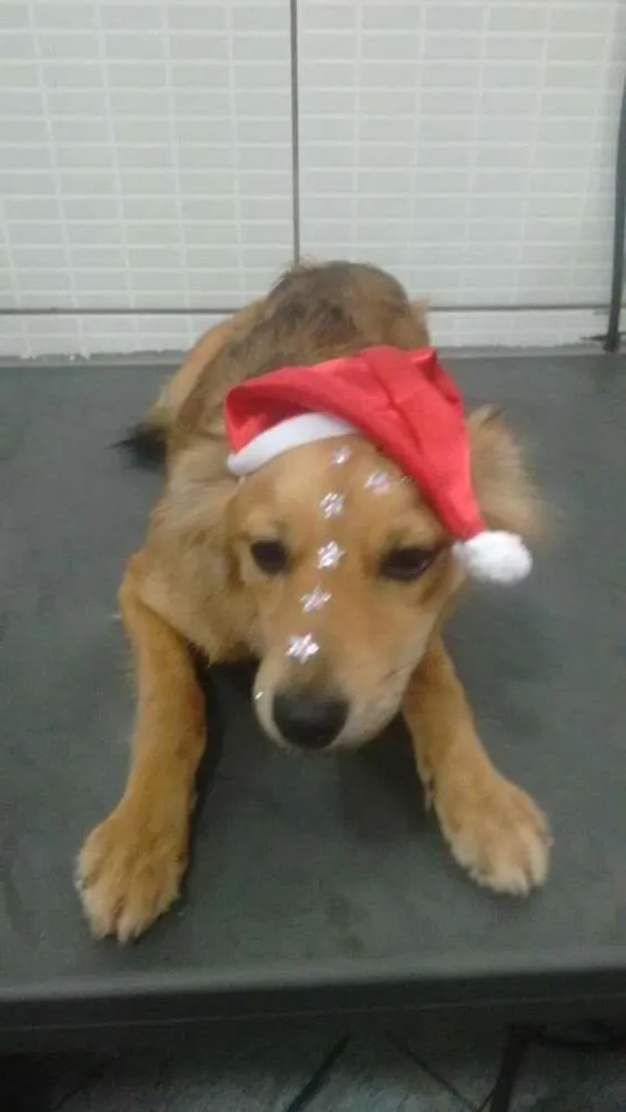 Cachorro ra a SRD idade 7 a 11 meses nome Binha
