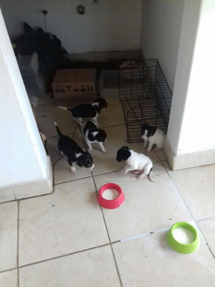 Cachorro raça Vira Lata idade  nome Sem nome