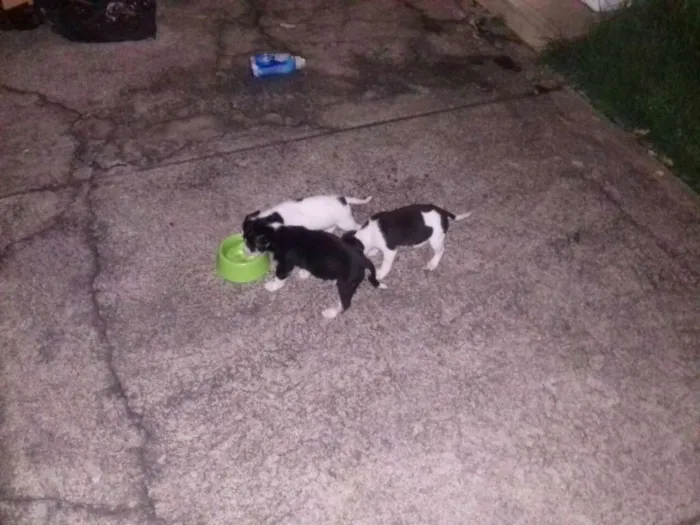 Cachorro raça Vira Lata idade  nome Sem nome