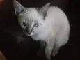 Safira