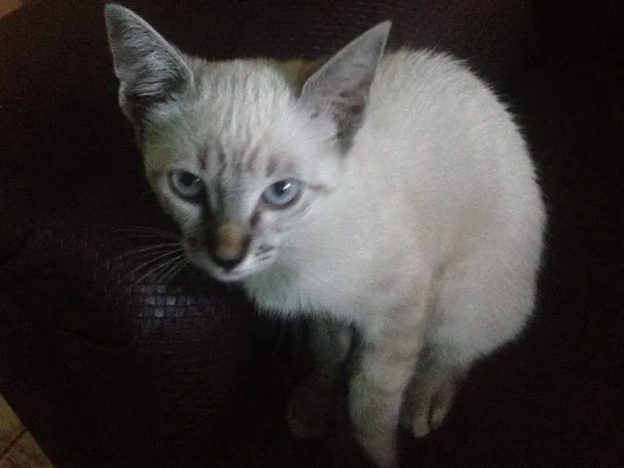Gato ra a  idade 2 a 6 meses nome Safira