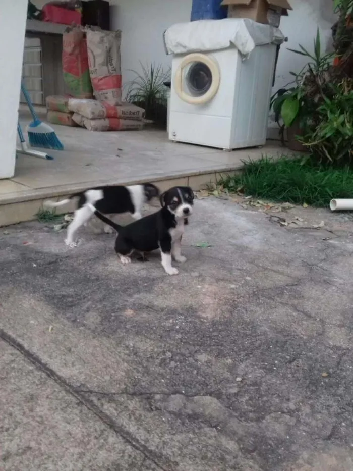 Cachorro raça Vira Lata idade  nome Sem nome