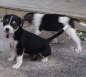 Cachorro raça Vira Lata idade  nome Sem nome