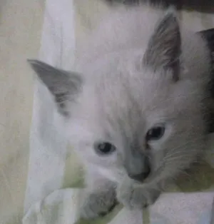 Gato raça Siamês idade 2 a 6 meses nome Sem nome