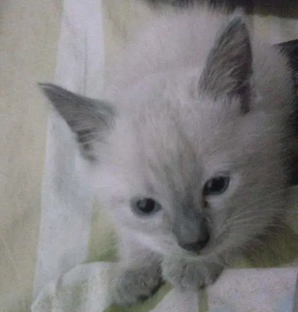Gato ra a Siamês idade 2 a 6 meses nome Sem nome