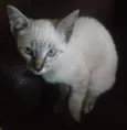 Safira