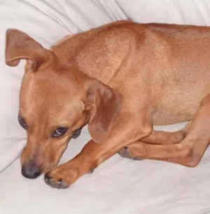 Cachorro raça não definida idade 2 anos nome Lilly