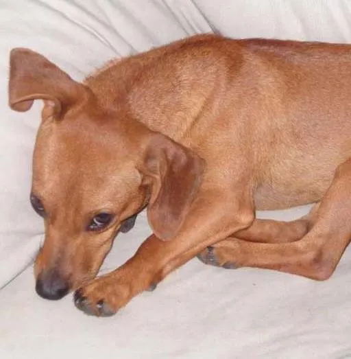 Cachorro ra a não definida idade 2 anos nome Lilly