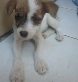 Cachorro raça Vira Lata idade Abaixo de 2 meses nome Filhote 
