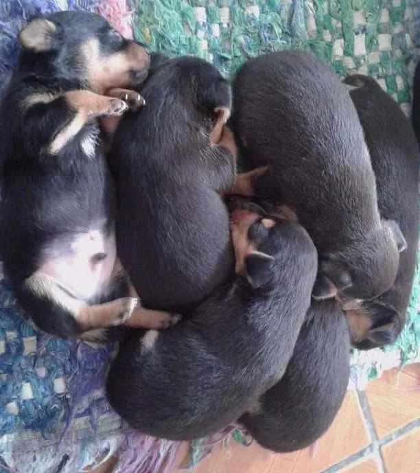 Cachorro ra a Pinther idade Abaixo de 2 meses nome Sem nomes ainda