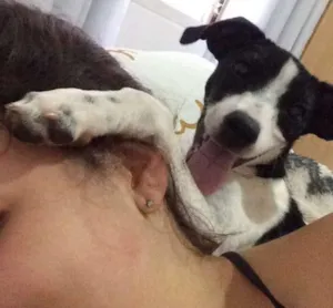 Cachorro raça SRD idade 7 a 11 meses nome MEG