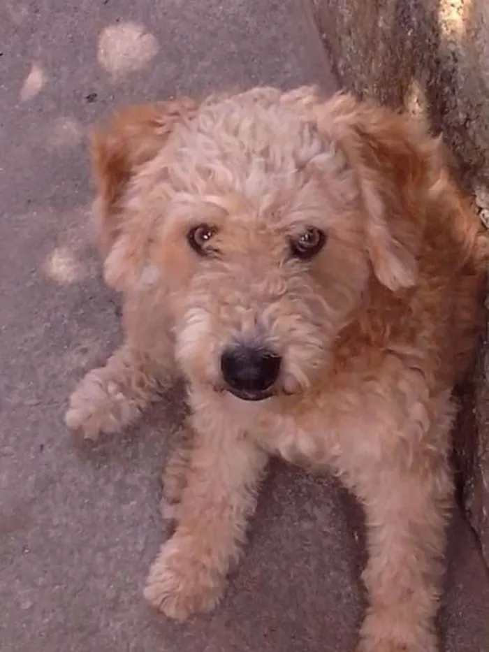 Cachorro raça poodol idade 2 anos nome Fred