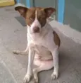 PINTADO