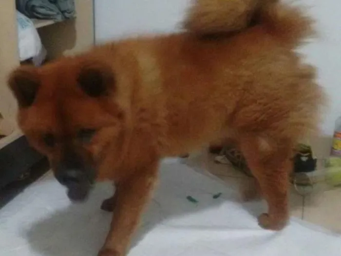Cachorro raça Chow Chow idade 2 anos nome Bily