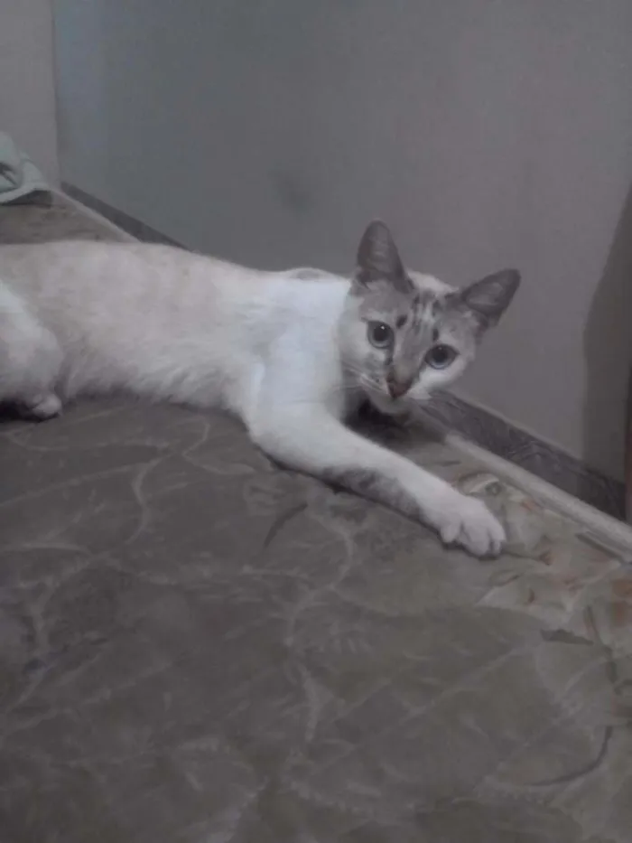 Gato ra a Vira-lata idade 1 ano nome Chimbica 