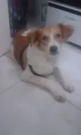 Spike