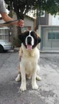 Murilo