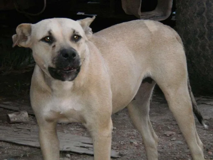 Cachorro ra a Mestiça pit bull idade 3 anos nome SERENA