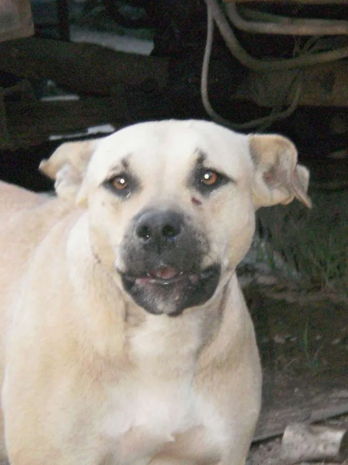 Cachorro ra a Mestiça pit bull idade 3 anos nome SERENA