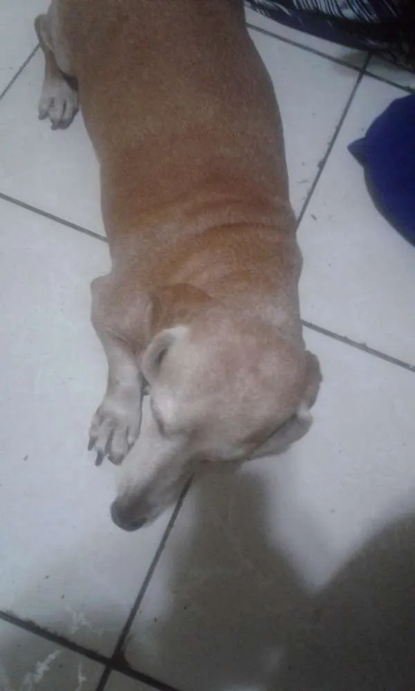 Cachorro raça Basset Hause idade 4 anos nome Clara E Nikita