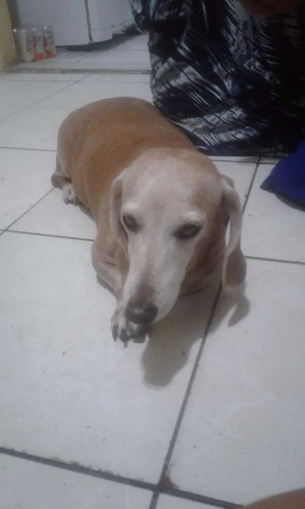 Cachorro raça Basset Hause idade 4 anos nome Clara E Nikita