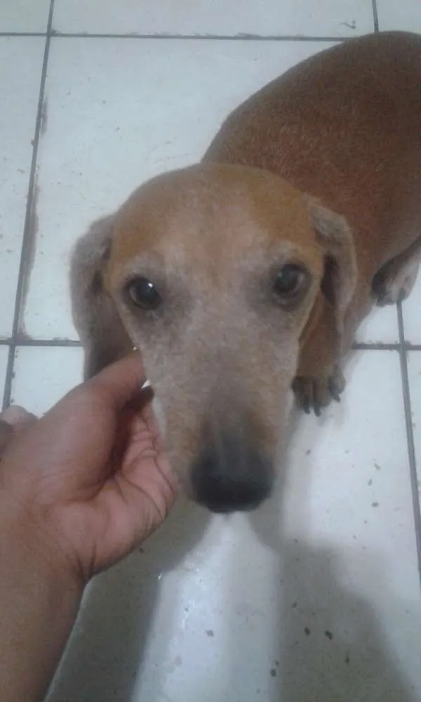 Cachorro raça Basset Hause idade 4 anos nome Clara E Nikita